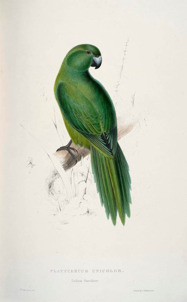 Psittacidae 1832 Uniform Parakeet Canvas Art - Edward Lear (18 x 24)