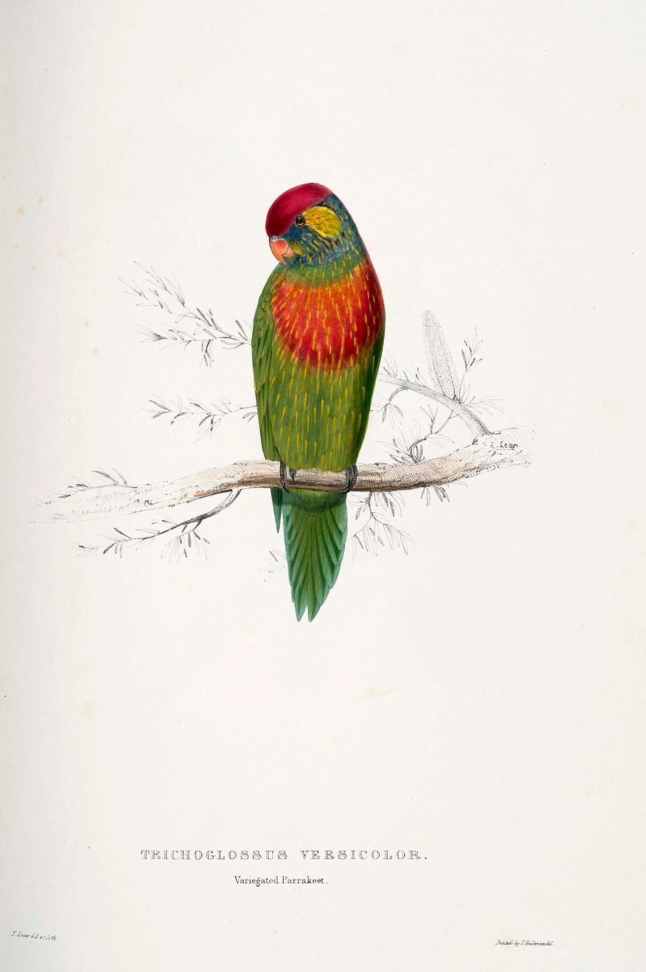Psittacidae 1832 Variegated Parakeet Canvas Art - Edward Lear (24 x 36)