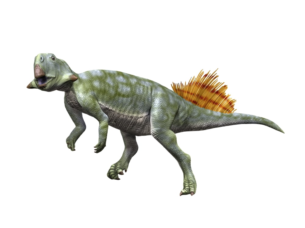 Psittacosaurus lujiatunensis Early Cretaceous of China Canvas Art - Nobumichi TamuraStocktrek Images (33 x 25)
