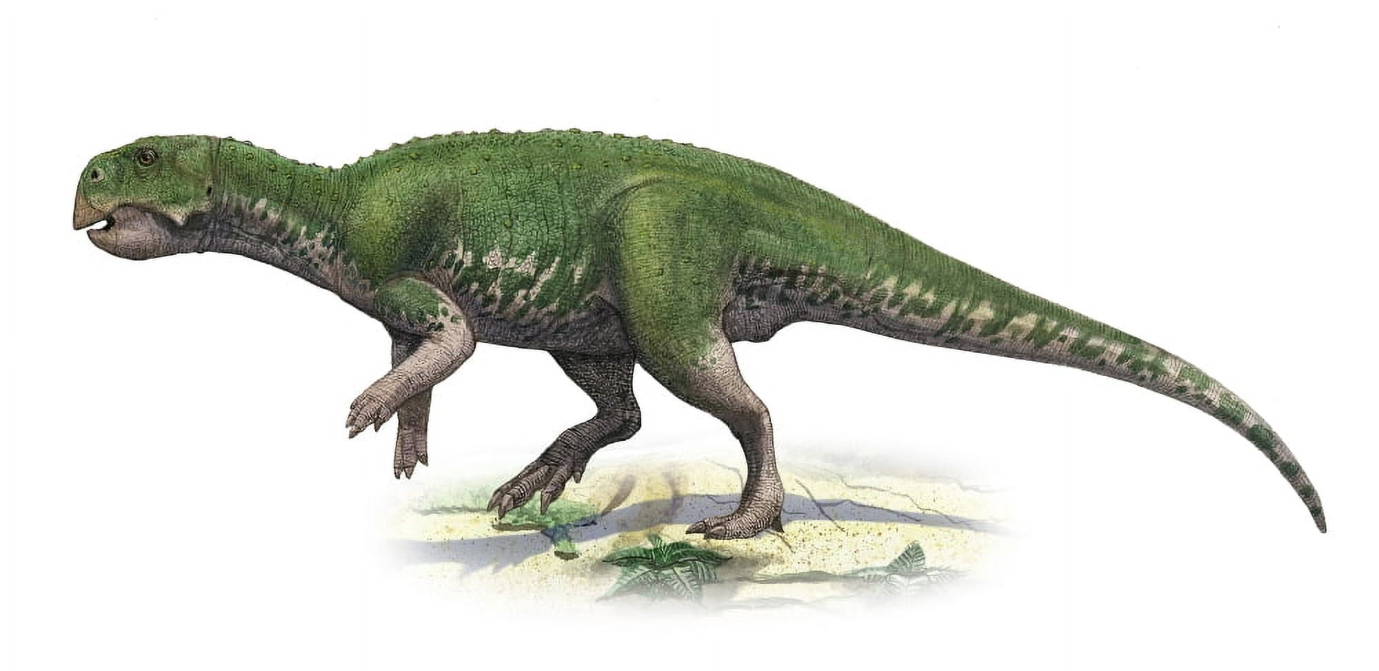 Psittacosaurus mongoliensis a prehistoric era dinosaur Canvas Art - Sergey KrasovskiyStocktrek Images (40 x 20)