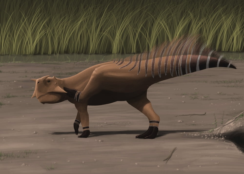 Psittacosaurus sibiricus in a prehistoric landscape Canvas Art - Michele DessiStocktrek Images (34 x 24)