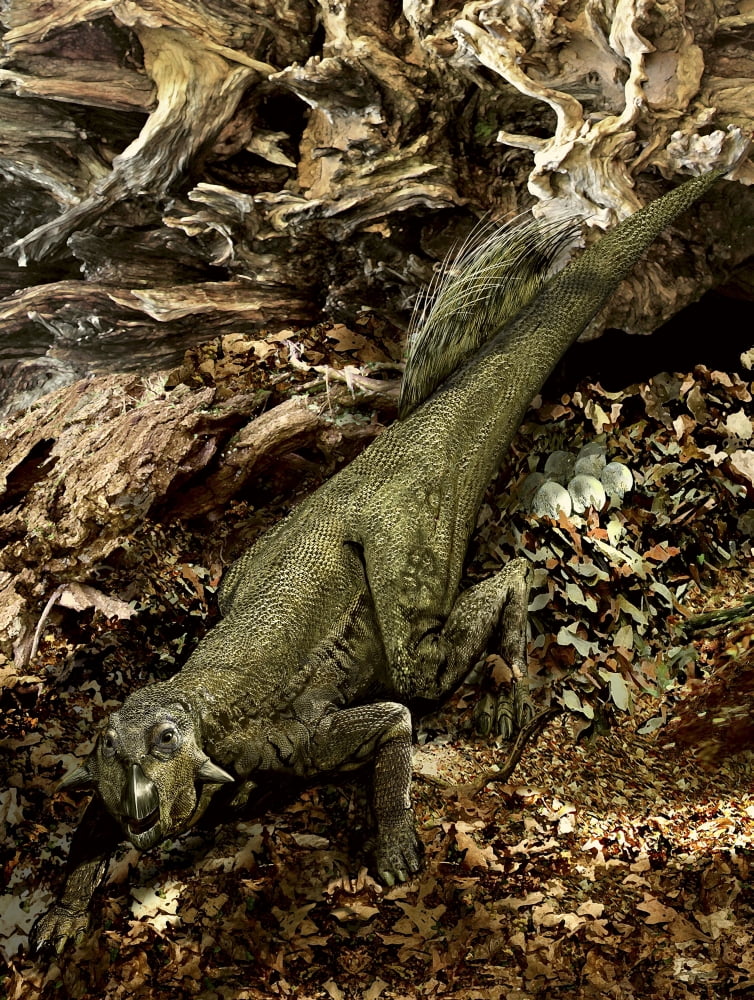 Psittacosaurus with a new arrangement of hairy protrusions Canvas Art - Jan SovakStocktrek Images (12 x 16)