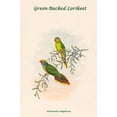 thumbnail image 1 of Psitteuteles Subplacens - Green-Backed Lorikeet Poster Print by John  Gould (18 x 24), 1 of 1