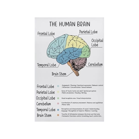 Psychology Mental Health Poster Brain Anatomy and Behavior Chart Brain Lobes Functions CBT Cognitive Behavioral Therapy Office Classroom Decor Wall Art