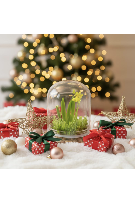 Psygmorchis Pusilla, Orchid Terrarium with Sundew Moss