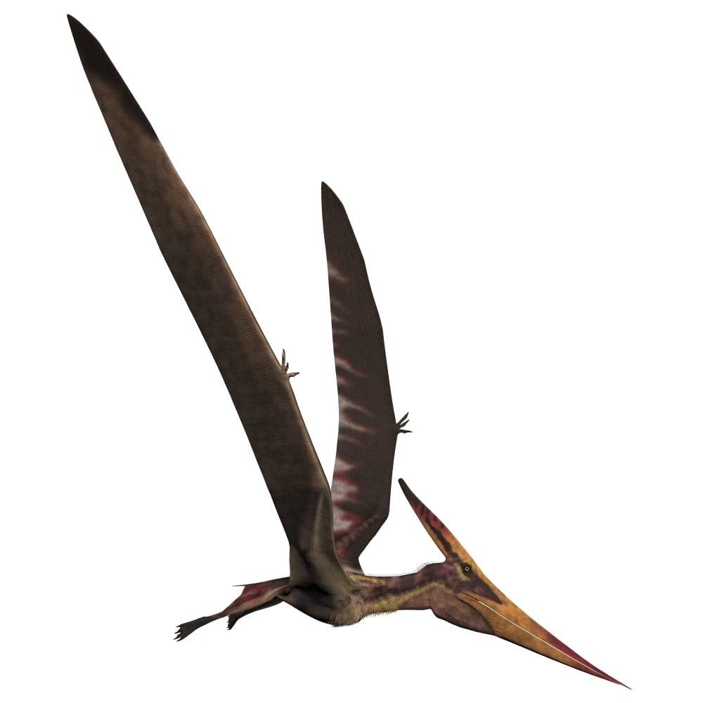 Pteranodon a reptilian bird from the Late Cretaceous Period Canvas Art - Corey FordStocktrek Images (29 x 29)