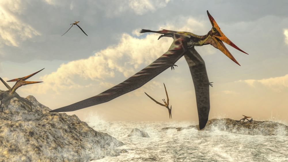 Pteranodon bird flying above ocean Canvas Art - Elena DuvernayStocktrek Images (19 x 11)