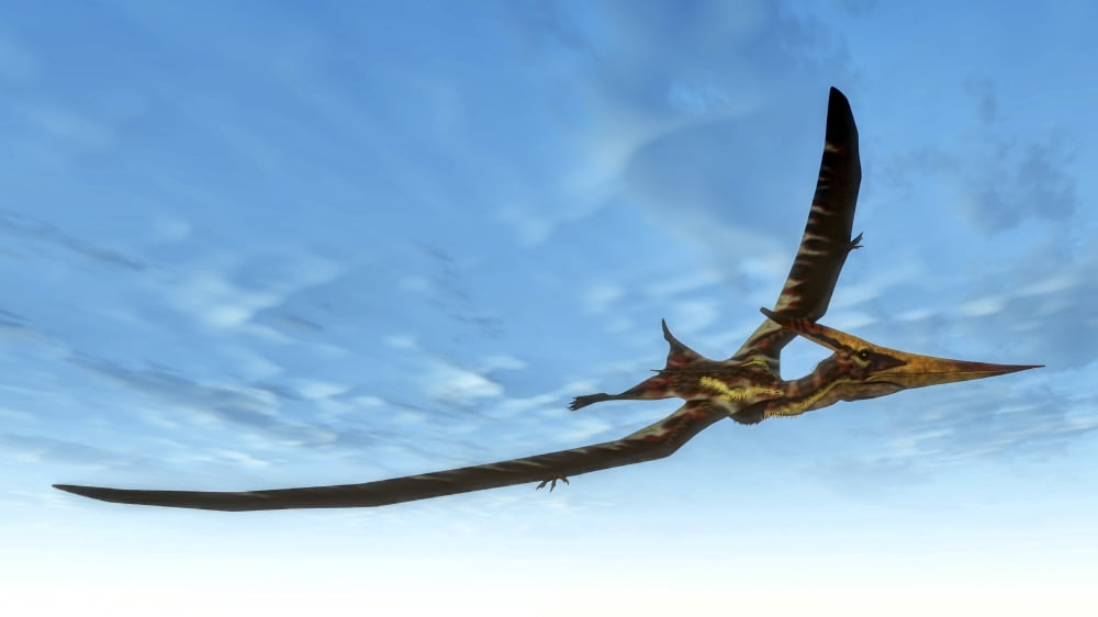 Pteranodon bird flying in blue sky Canvas Art - Elena DuvernayStocktrek Images (19 x 11)
