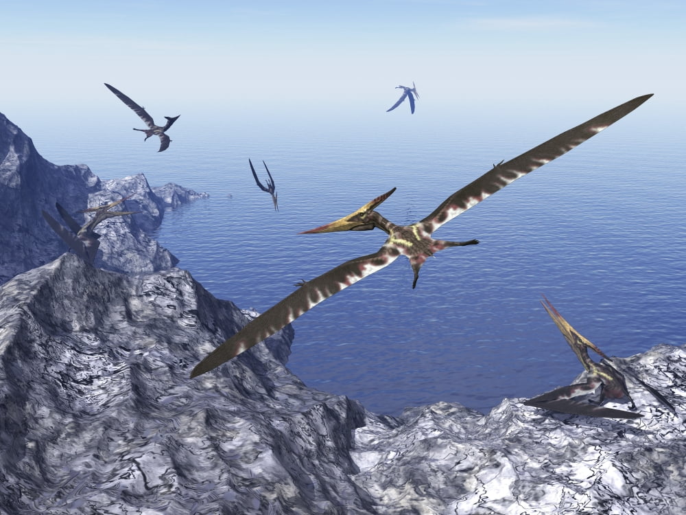 Pteranodon birds flying above coastal rocks on a beautiful day Canvas Art - Elena DuvernayStocktrek Images (17 x 13)