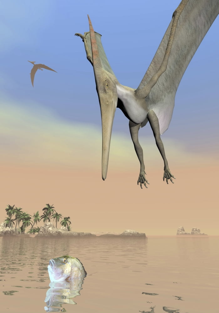 Pteranodon fishing for food Canvas Art - Elena DuvernayStocktrek Images (12 x 17)