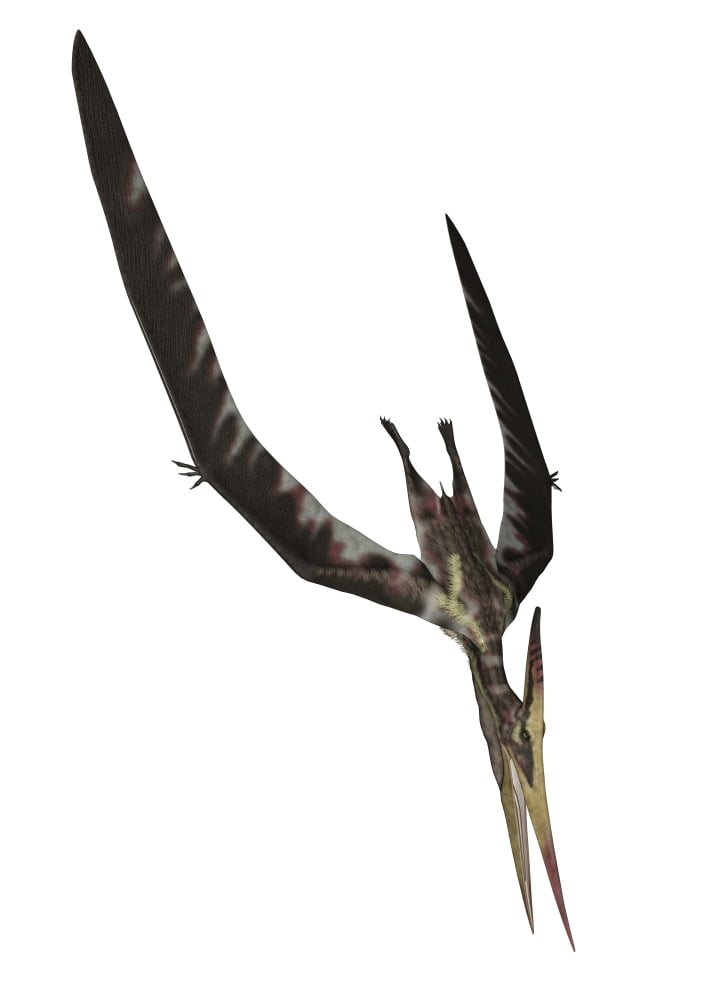 Pteranodon flying reptile Canvas Art - Elena DuvernayStocktrek Images (24 x 33)