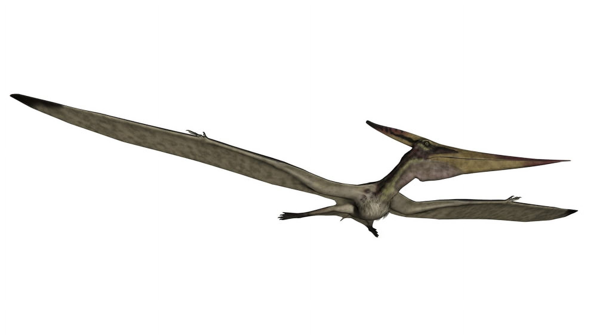 Pteranodon flying reptile Canvas Art - Elena DuvernayStocktrek Images (37 x 21)