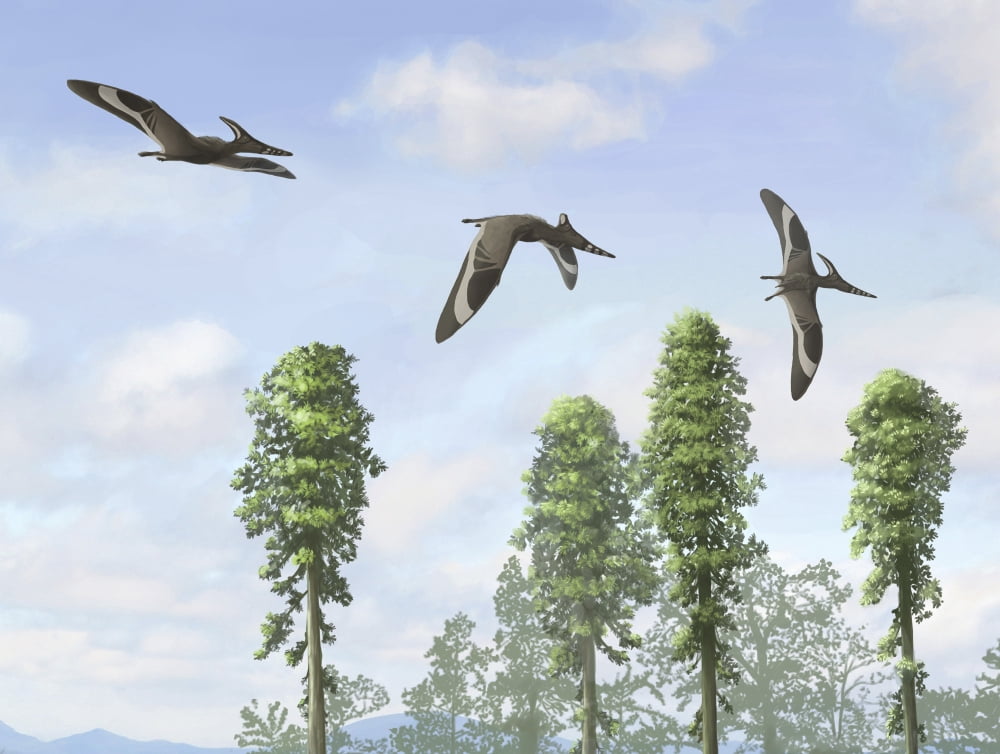 Pteranodon longiceps trio two males and a female Canvas Art - Emily WilloughbyStocktrek Images (16 x 13)