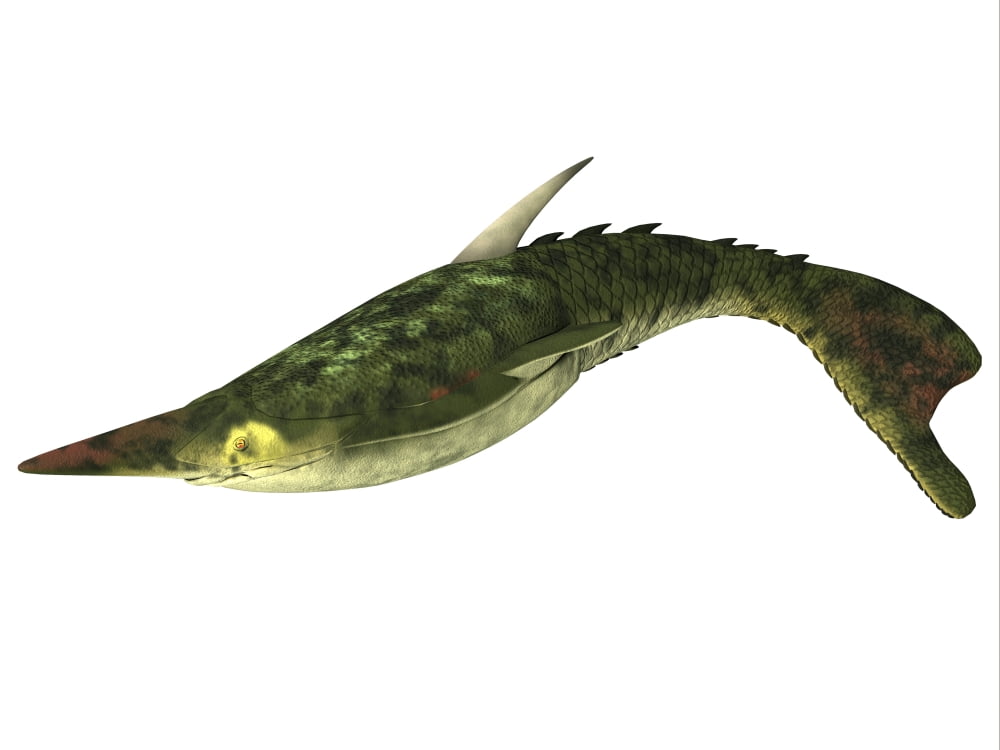 Pteraspis is an extinct genus of jawless fish Canvas Art - Corey FordStocktrek Images (33 x 25)