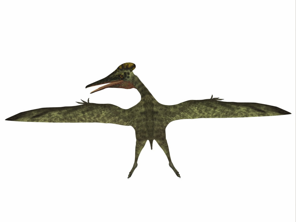 Pterodactylus flying reptile Canvas Art - Corey FordStocktrek Images (17 x 13)