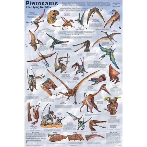 Pterosaurs Educational Poster 24.5x36.5 - Laminated