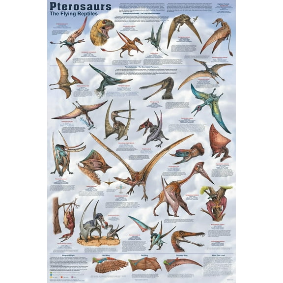 Pterosaurs Educational Poster 24x36