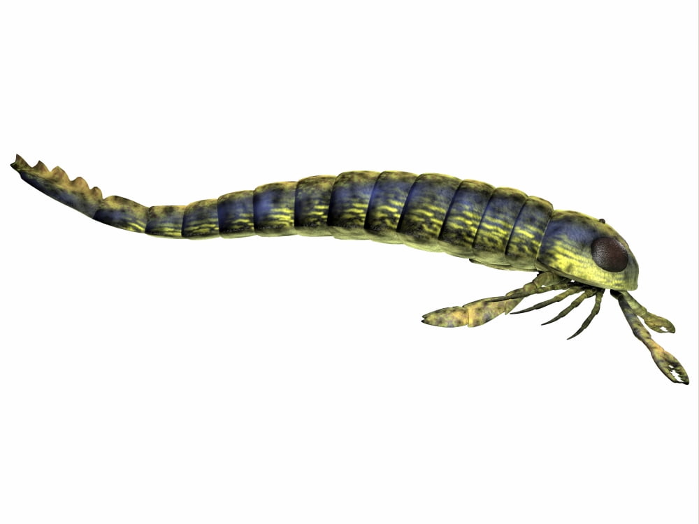 Pterygotus sea scorpion from the Paleozoic Era Canvas Art - Corey FordStocktrek Images (33 x 25)