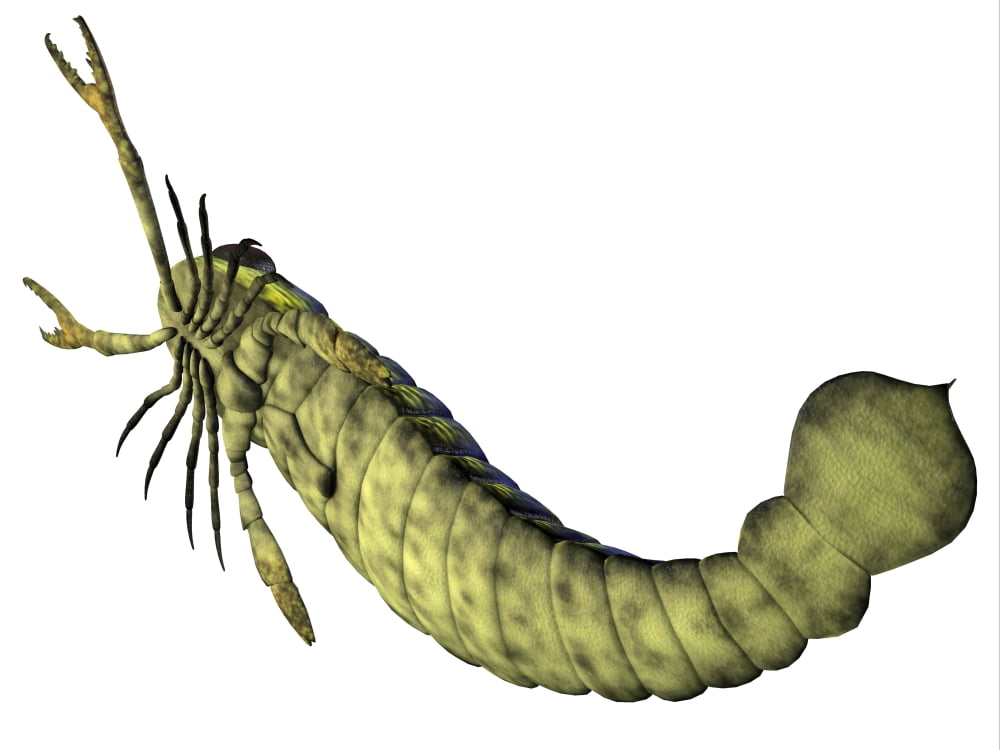 Pterygotus sea scorpion from the Paleozoic Era Canvas Art - Corey FordStocktrek Images (33 x 25)