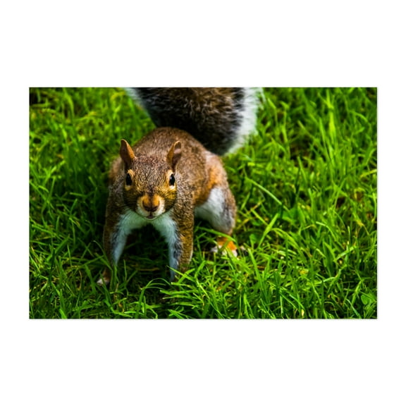 Public Garden Squirrel 01 - Photography Unframed Wall Art Print 5 x 7 inches