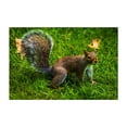 thumbnail image 1 of Public Garden Squirrel 02 - Photography Nature Animal Wildlife Autumn Forest Scenic Unframed Wall Art Print 40 x 60 inches, 1 of 7