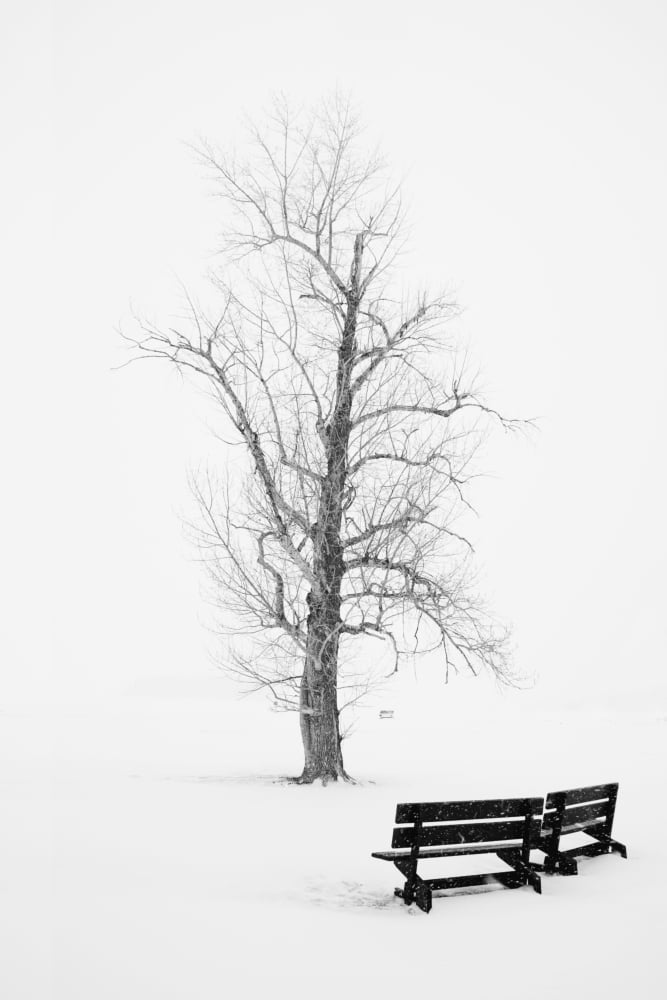 Public Park In Winter Canvas Art - Richard Wear Design Pics (11 x 17)