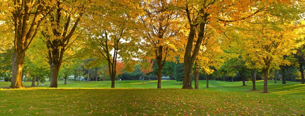 Public park in Autumn colors Gresham Multnomah County Oregon USA Canvas Art - Panoramic Images (27 x 9)