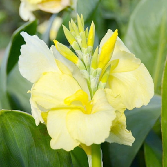 Puck Canna Lilies Flower Bulbs - 3 Lily Rhizomes per Pack - Attracts Butterflies and Hummingbirds - Deer Resistant - Grows Well In Containers - Perennializing - Easy to Grow Live Plants Garden