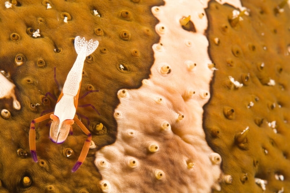 Puerto Galera Philippines South East Asia Cleaner Shrimp On A Sea Cucumber Canvas Art - Stuart Westmorland Design Pics (36 x 24)
