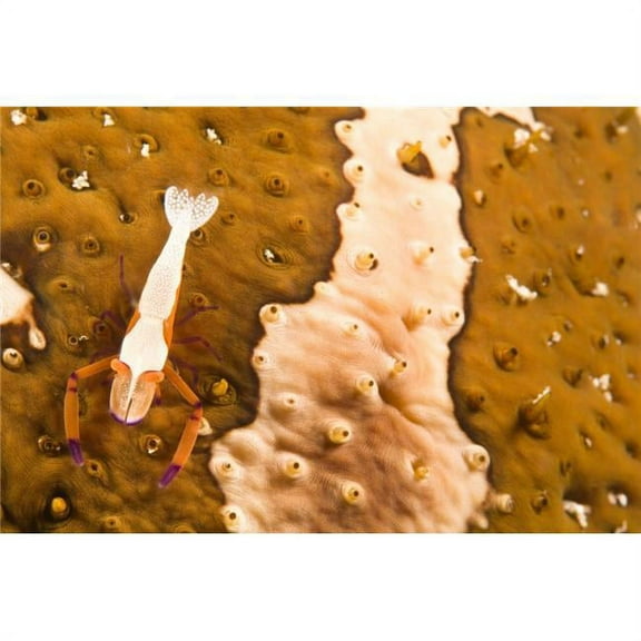 Puerto Galera Philippines South East Asia - Cleaner Shrimp On A Sea Cucumber Poster Print, Large - 36 x 24
