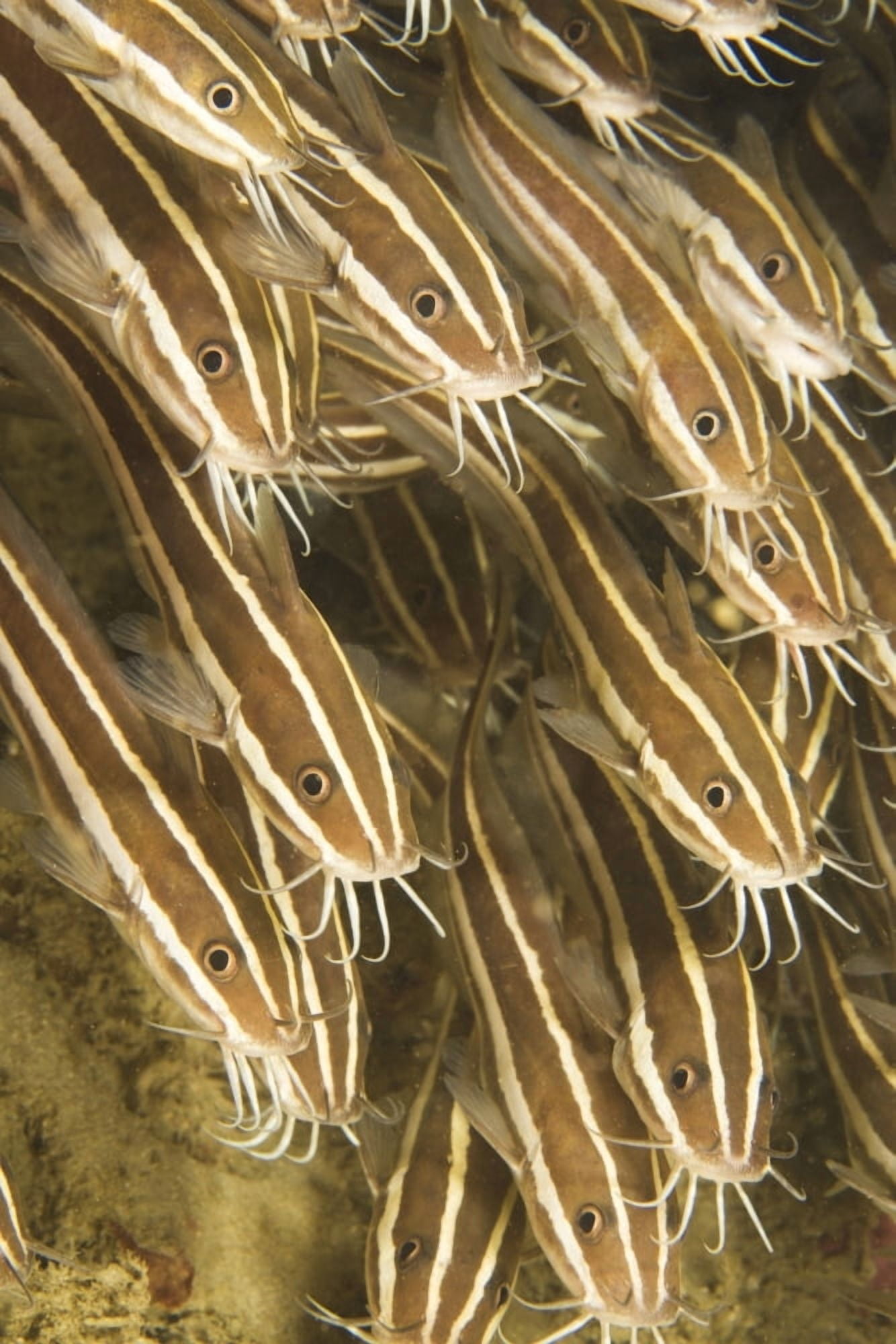Puerto Galera Philippines Southeast Asia Striped Catfish (Plotosus Lineatus) Canvas Art - Stuart Westmorland Design Pics (12 x 18)