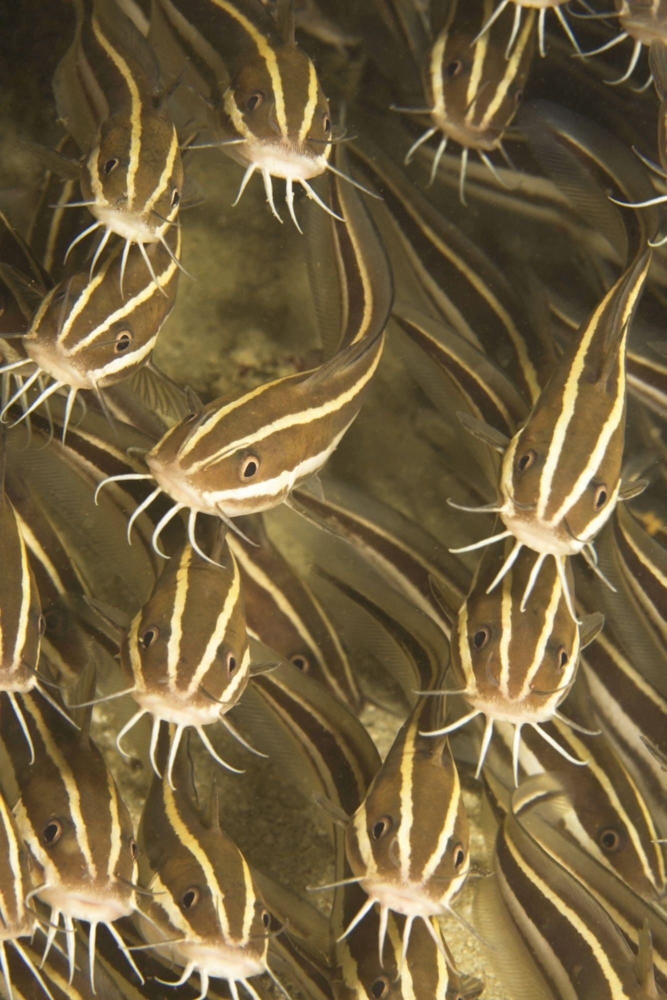 Puerto Galera Philippines Southeast Asia Striped Catfish (Plotosus Lineatus) Canvas Art - Stuart Westmorland Design Pics (24 x 36)