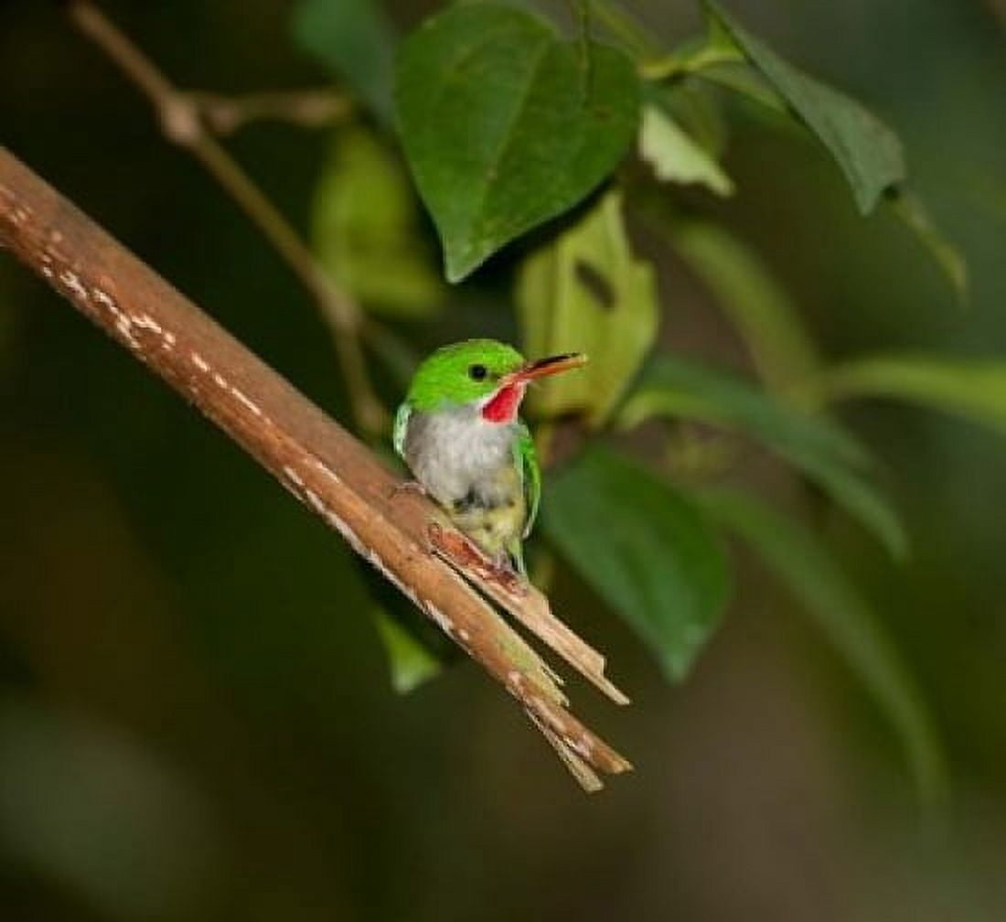 Puerto Rican Tody Bird El Yunque NF Puerto Rico Canvas Art - Maresa Pryor DanitaDelimont (22 x 21)