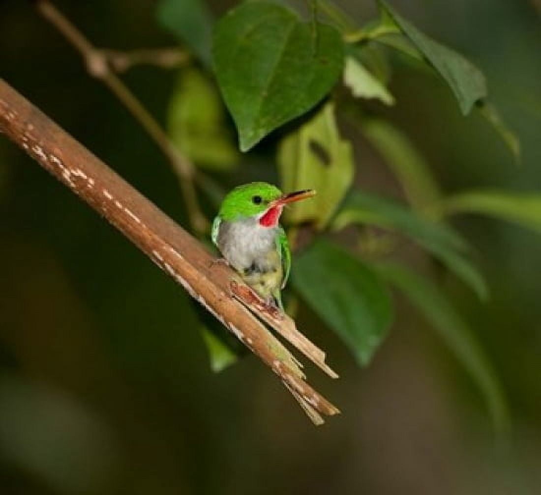Puerto Rican Tody Bird El Yunque NF Puerto Rico Canvas Art - Maresa Pryor DanitaDelimont (32 x 30)