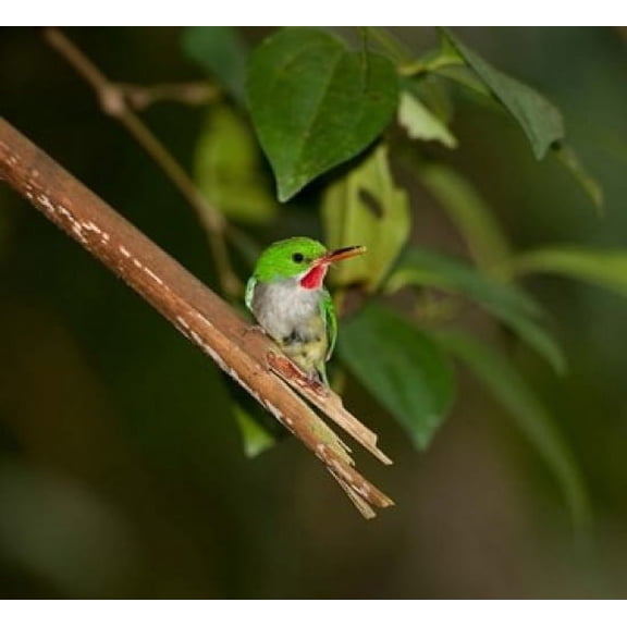 Puerto Rican Tody Bird El Yunque NF Puerto Rico Canvas Art - Maresa Pryor DanitaDelimont (32 x 30)