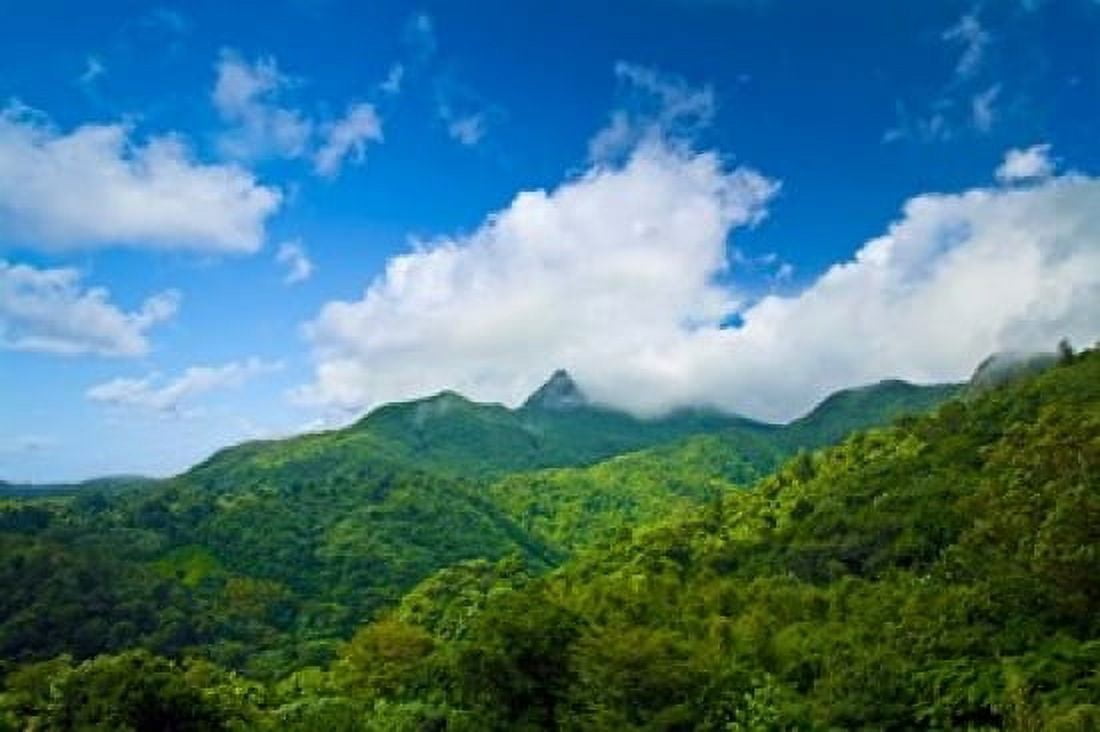 Puerto Rico El Yunque National Forest Rainforest Canvas Art - Miva Stock DanitaDelimont (36 x 24)