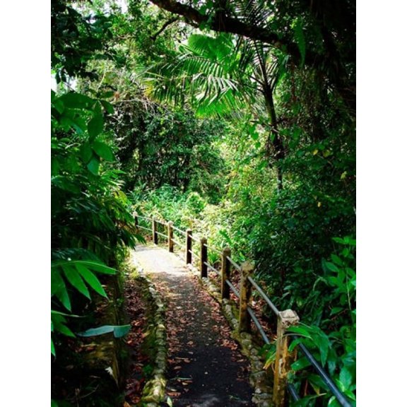 Puerto Rico Luquillo El Yunque National Forest path Canvas Art - Miva Stock DanitaDelimont (24 x 36)