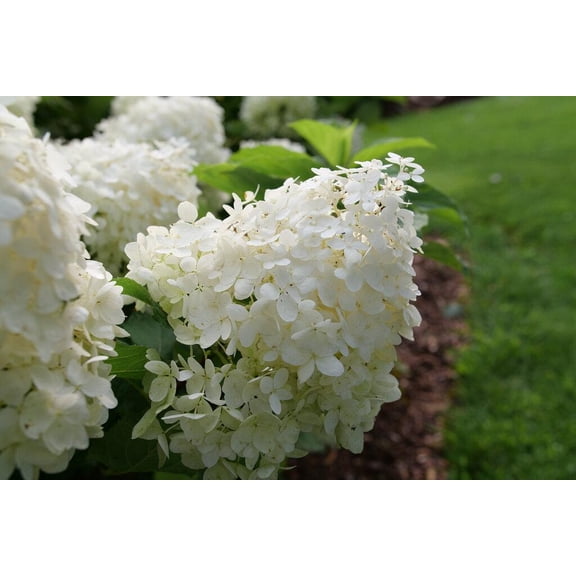Puffer Fish Panicle Hydrangea-Compact Shrub-Attracts Pollinators 3 Gallon
