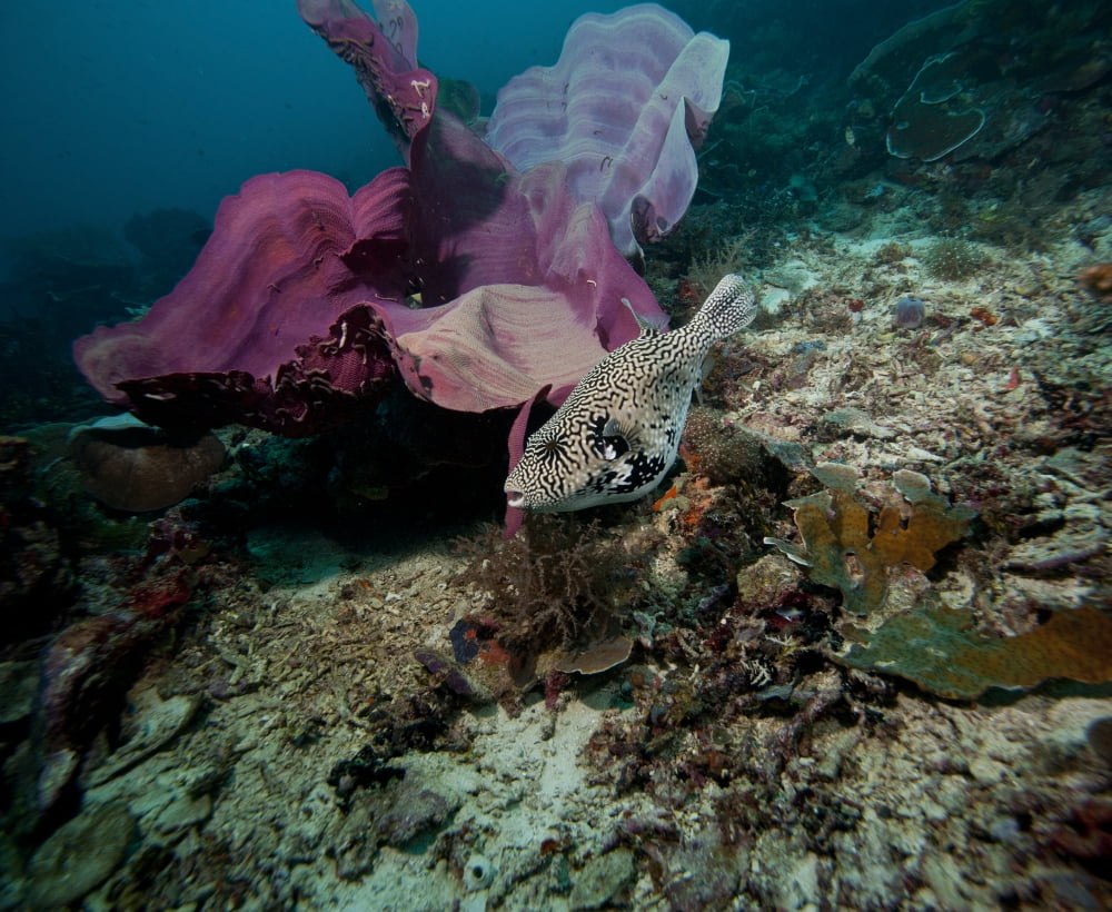 Pufferfish Raja Ampat Indonesia Canvas Art - Beverly FactorStocktrek Images (32 x 26)