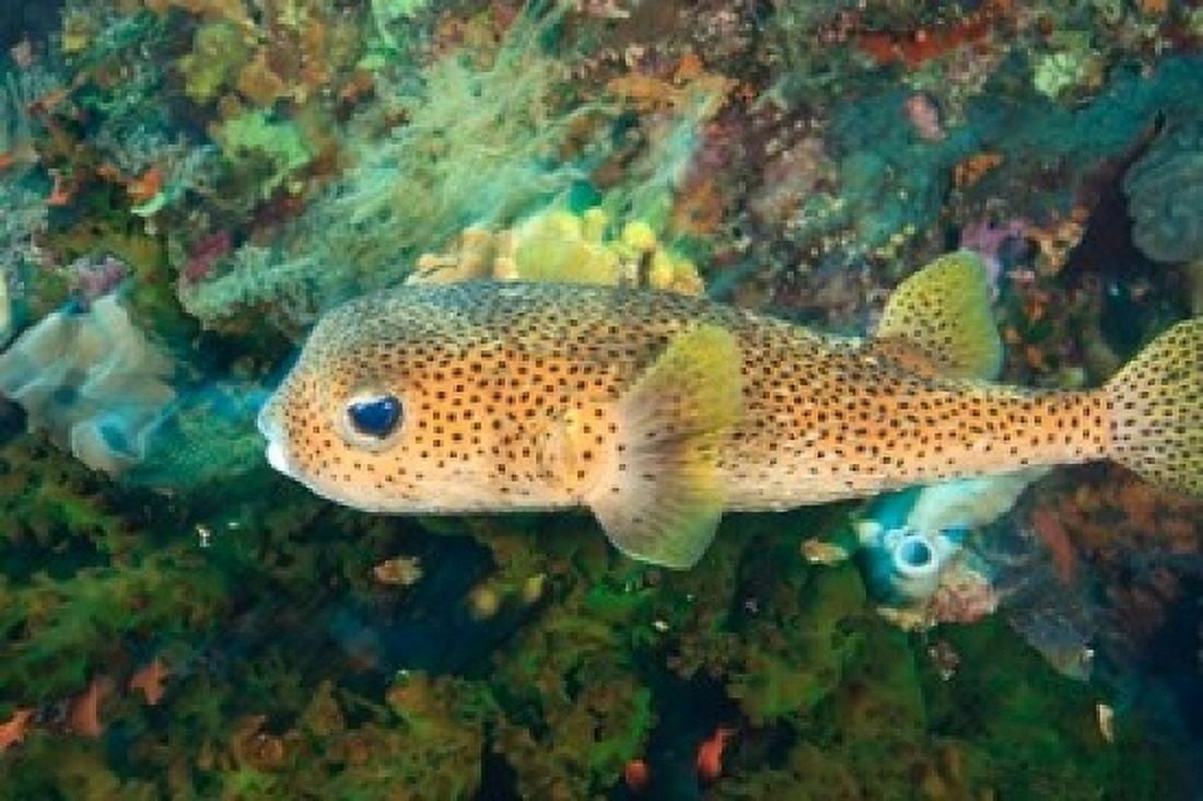 Pufferfish Scuba Diving Tukang Besi Indonesia Canvas Art - Stuart Westmorland DanitaDelimont (36 x 24)