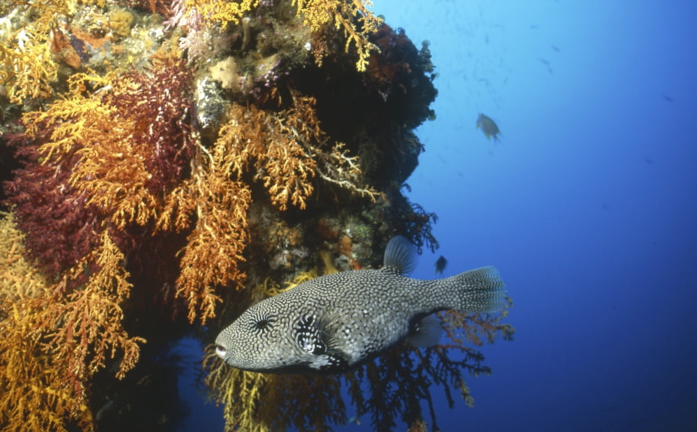 Pufferfish swimming by coral reef Fiji Canvas Art - Beverly FactorStocktrek Images (18 x 11)