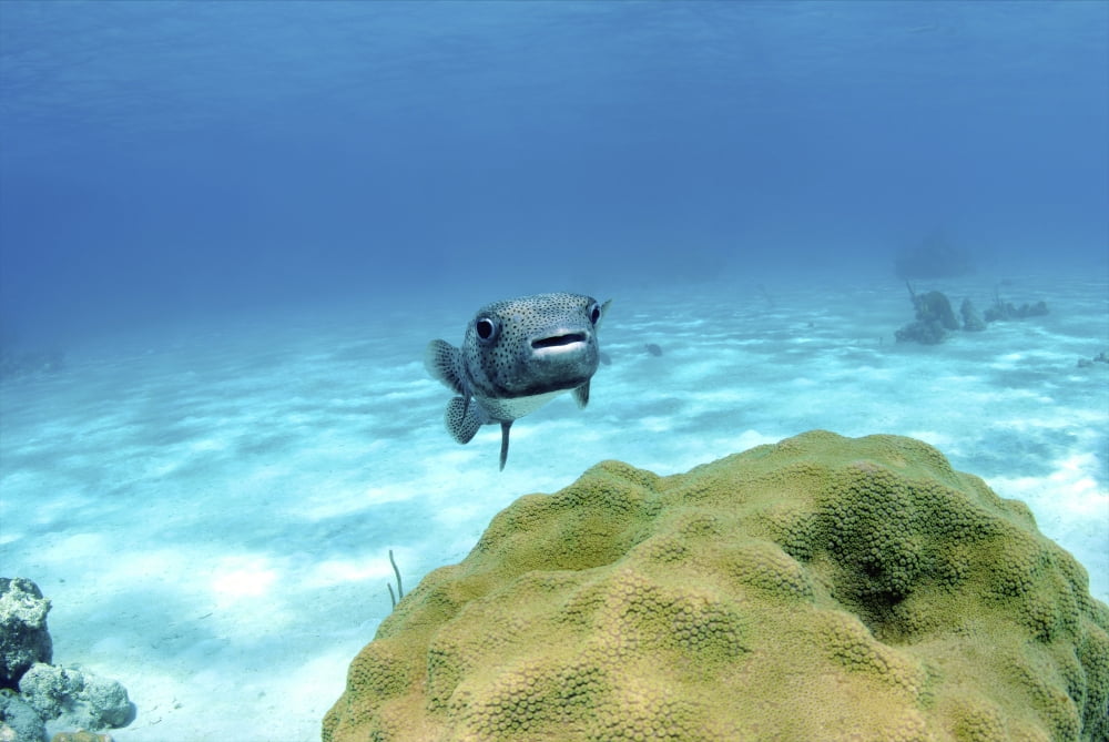 Pufferfish swimming by star coral Nassau The Bahamas Canvas Art - Amanda NichollsStocktrek Images (17 x 12)
