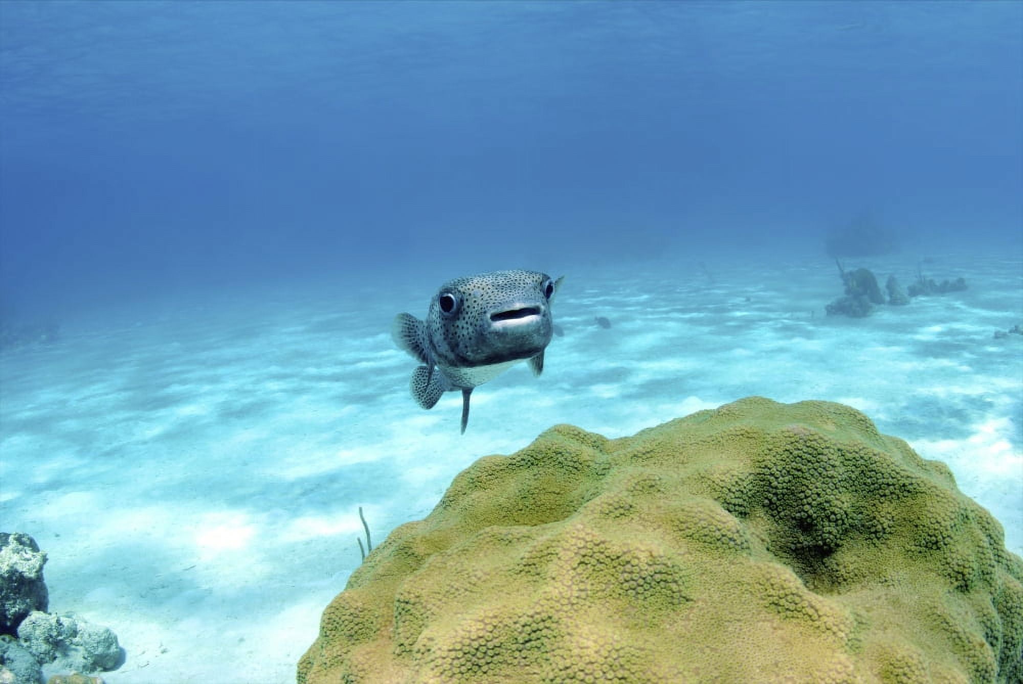 Pufferfish swimming by star coral Nassau The Bahamas Canvas Art - Amanda NichollsStocktrek Images (34 x 23)