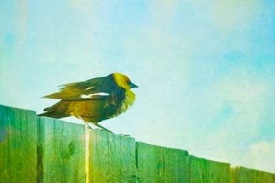 Puffery Canvas Art - Roberta Murray (12 x 18)