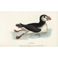 thumbnail image 1 of Puffin, Fratercula Arctica Poster Print By ® Florilegius Mary Evans (36 X 24), 1 of 4