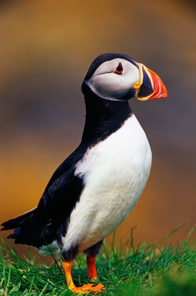 Puffin bird in grass selective focus profile Isle of Lunga Scotland Canvas Art - Panoramic Images (12 x 36)