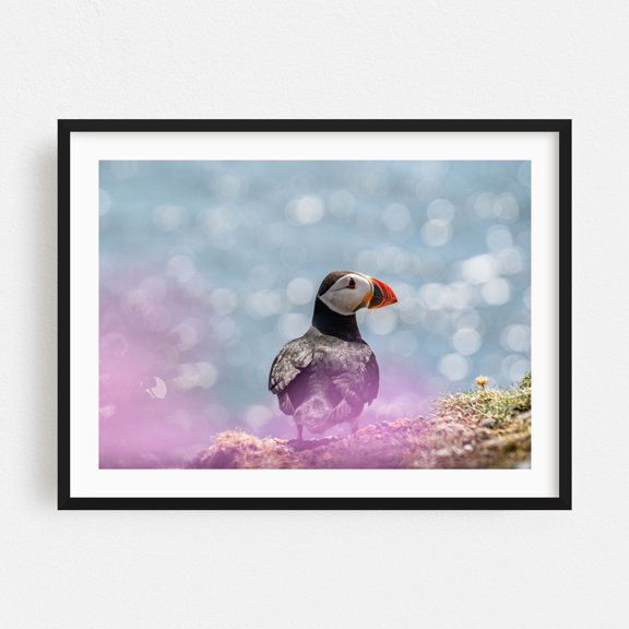 Puffin on the Lookout - United Kingdom Photography Bird Wildlife Nature Seascape Coast Marine Life Animal Black Framed Wall Art Print 24 x 36 inches