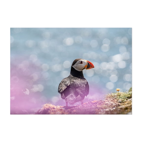 Puffin on the Lookout - United Kingdom Photography Bird Wildlife Nature Seascape Coast Marine Life Animal Unframed Wall Art Print 4 x 6 inches