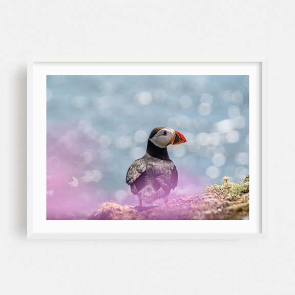 Puffin on the Lookout - United Kingdom Photography Bird Wildlife Nature Seascape Coast Marine Life Animal White Framed Wall Art Print 20 x 30 inches