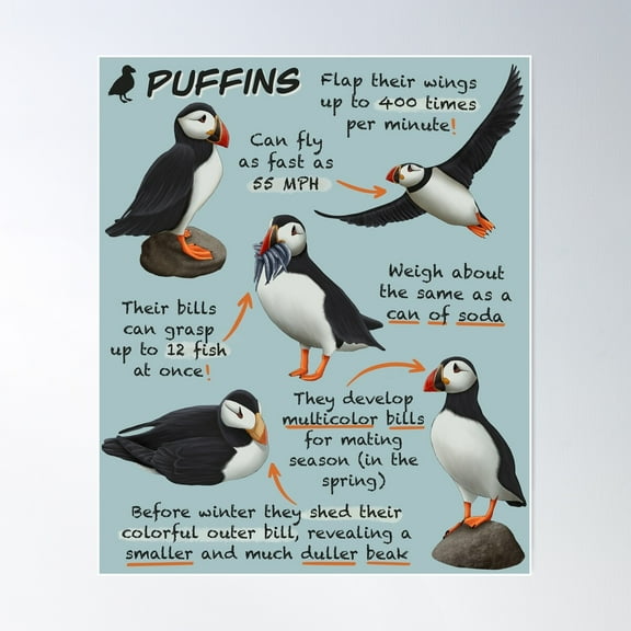 Puffins Fun Animal Facts Poster Wall Art, Modern Wall Decor For Living Room Bedroom, 8x12 UNFRAMED